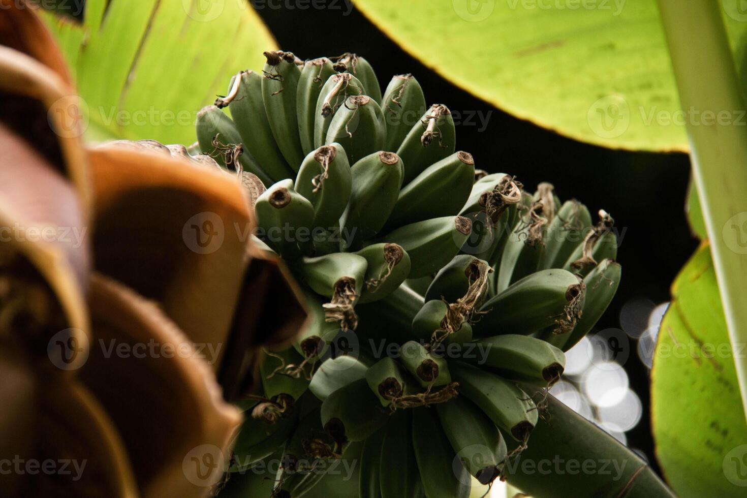 Closeup photograph of Cluster of unripe Green Bananas surrounded by broad, vibrant Banana Leaves. Highlights rich textures and intricate details natural, Organic aesthetic agricultural themes photo