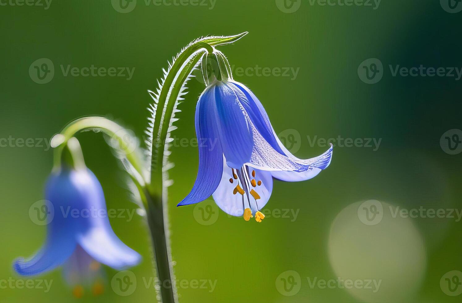 Close up bell flower in field photo