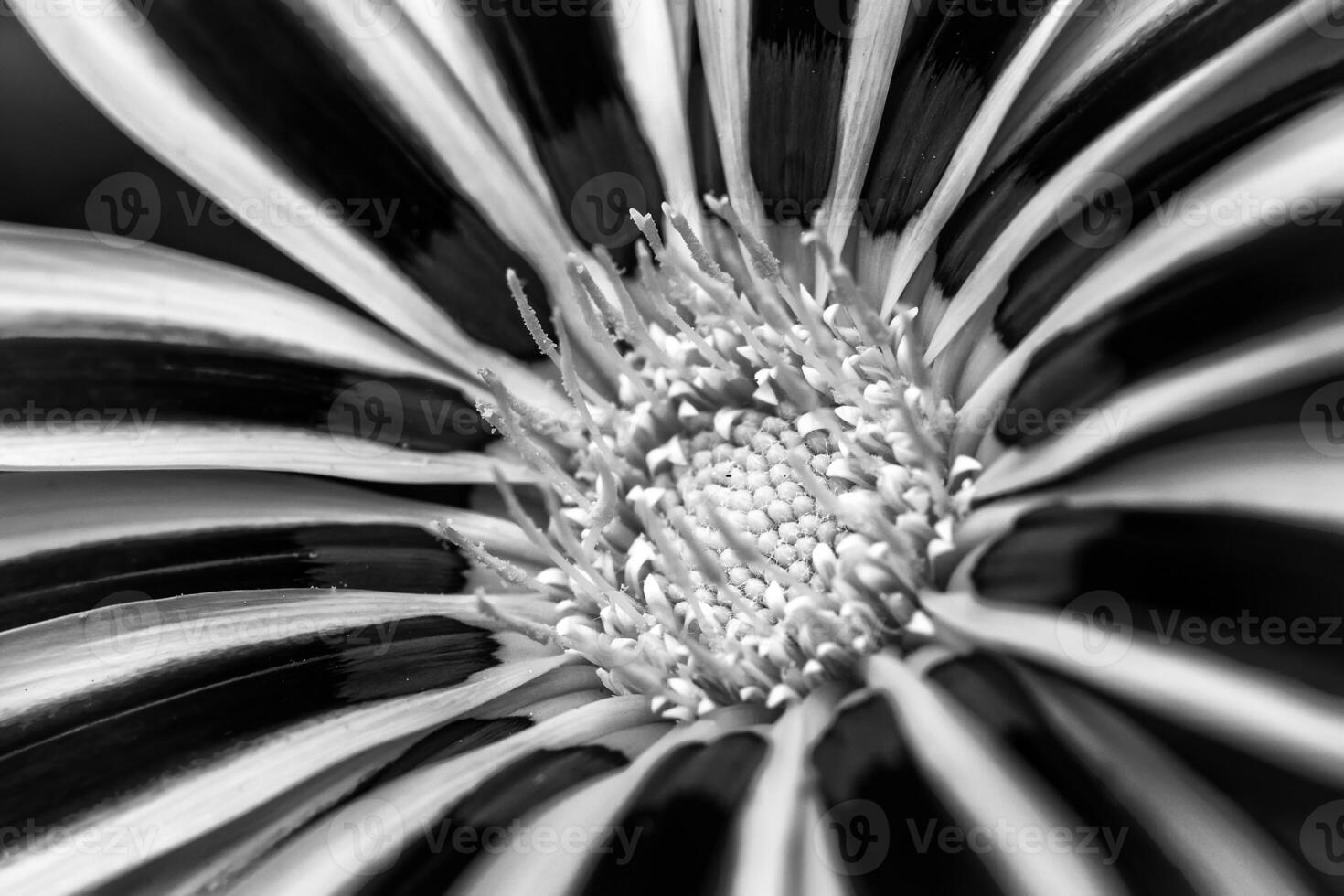 Detailed view of the flower gazania. Black and white photo