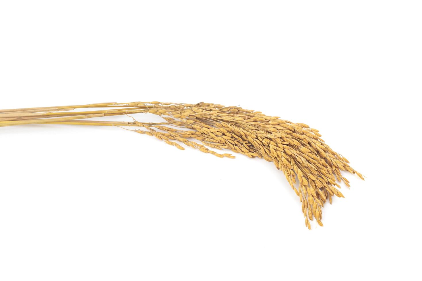 Yellow rice ears isolated from the background photo