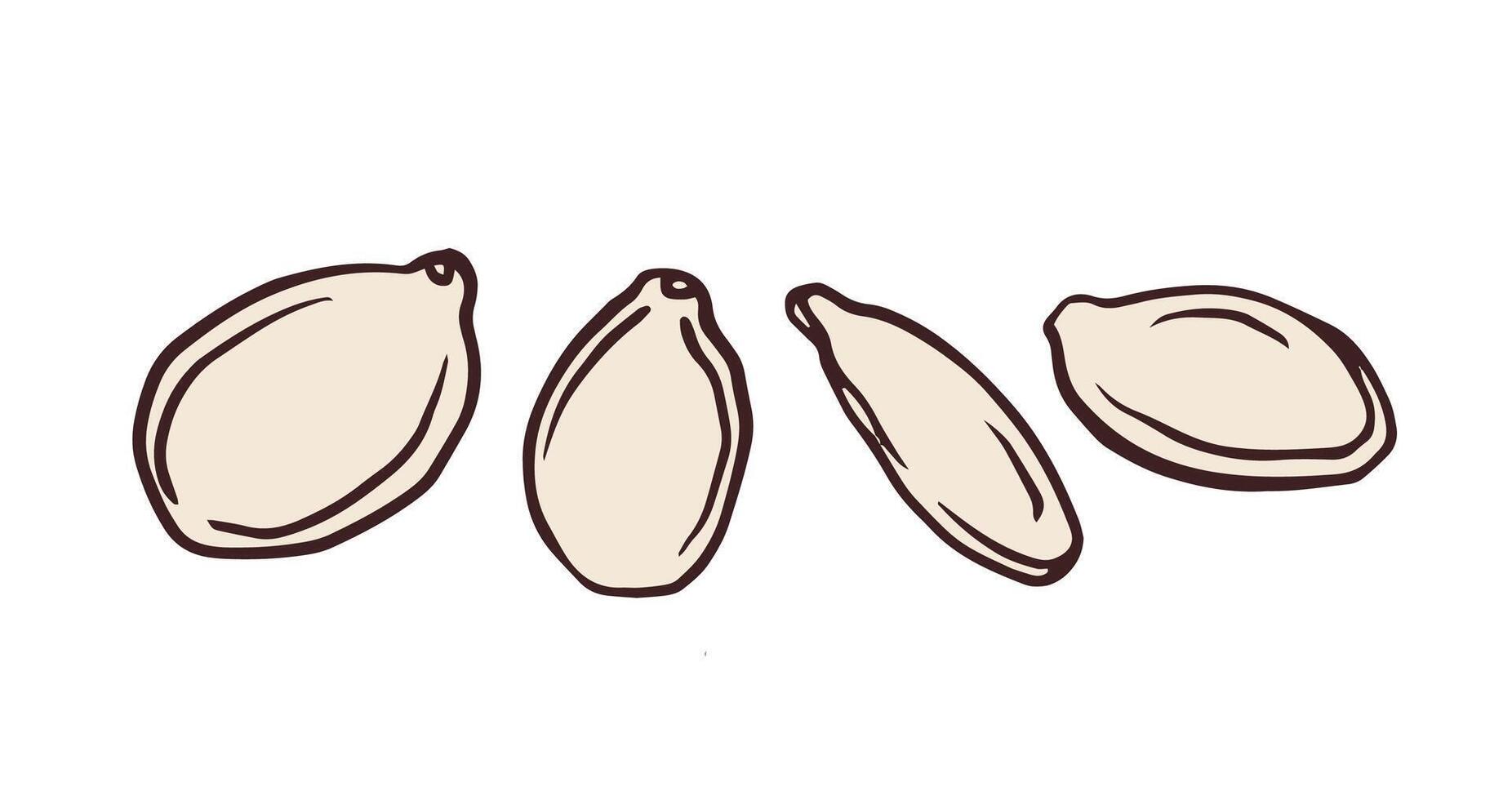 Pumpkin seeds linear design. Hand-drawn sketch of pumpkin seeds with text. Ideal graphic element for websites promoting healthy eating. Simple outline illustration isolated on white. vector