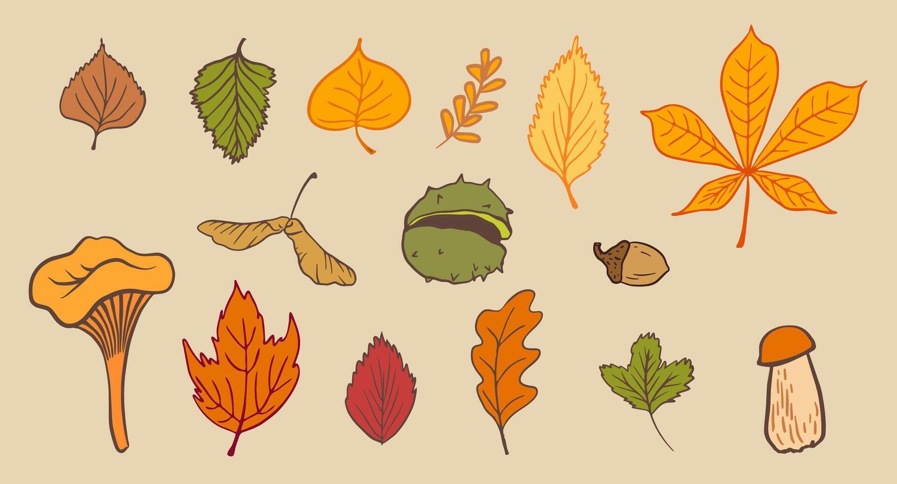 various autumn items like leaves, nuts, and mushrooms with warm, fall-inspired colors. It captures the essence of the cozy autumn season, perfect for creating seasonal illustrations. vector