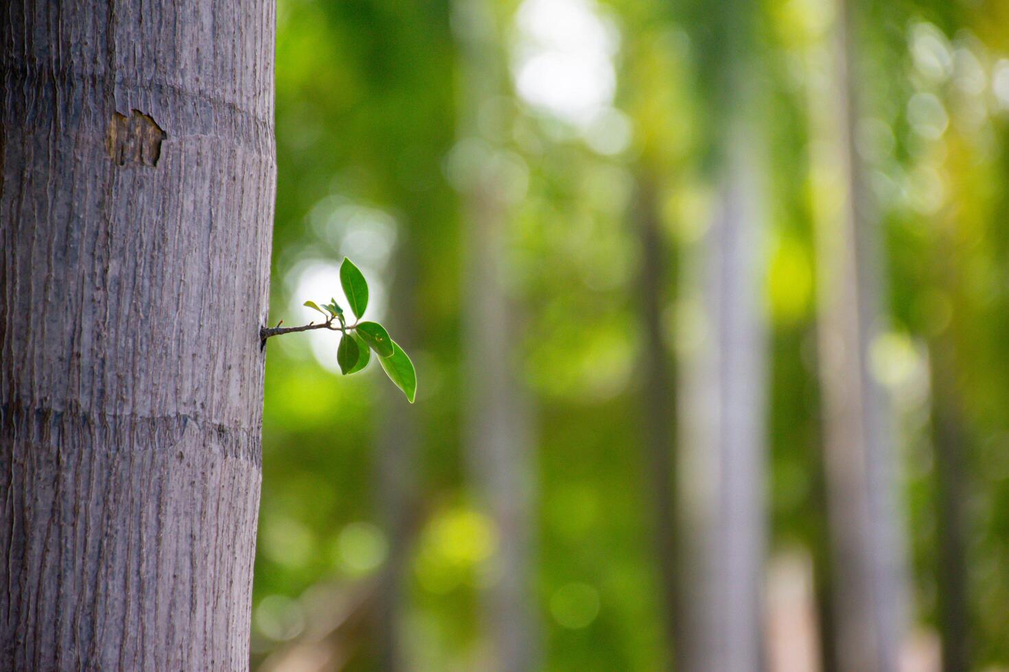 Green Leaves Emerging from a Textured Tree Bark photo