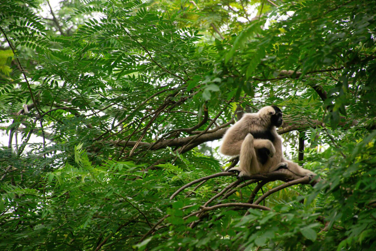 Tranquil Gibbon Resting on Tree Branch in Jungle photo