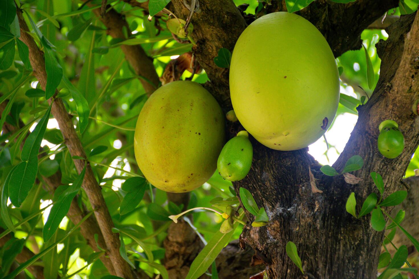 Fresh Green Fruits Hanging from a Tree Branch photo