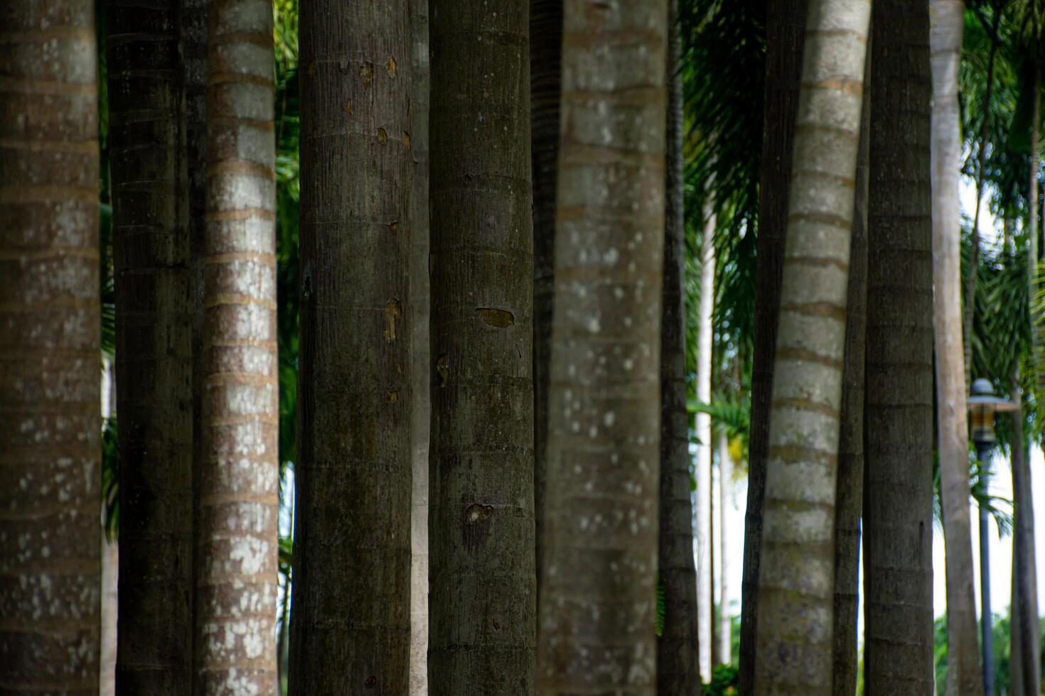 Serene Palm Tree Forest in Natural Light photo