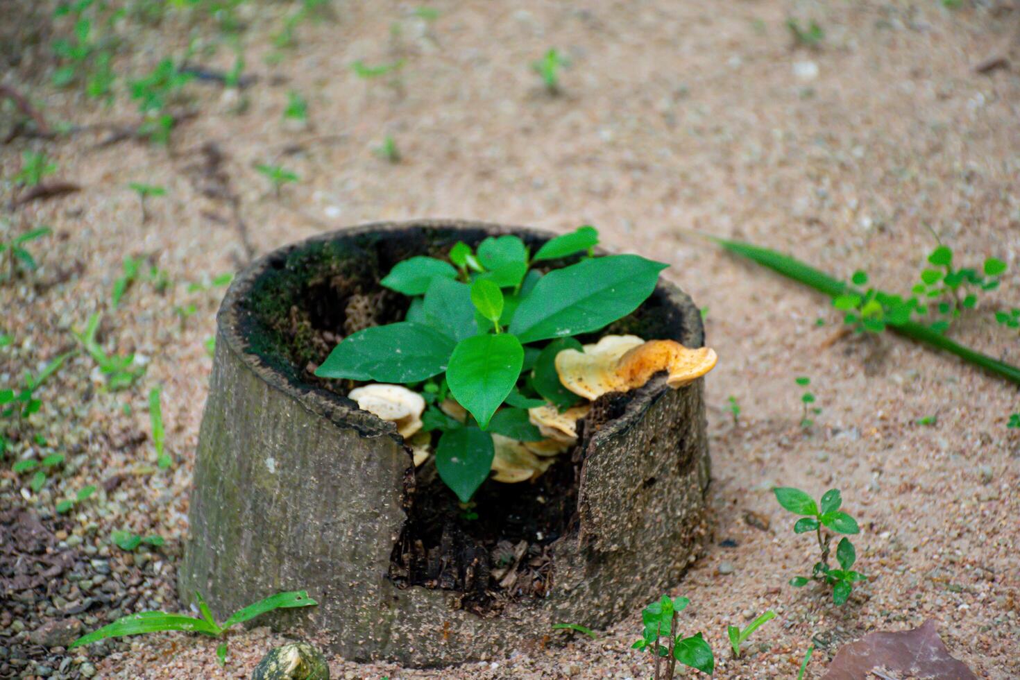 Green Plant Growing from a Tree Stump in Nature photo