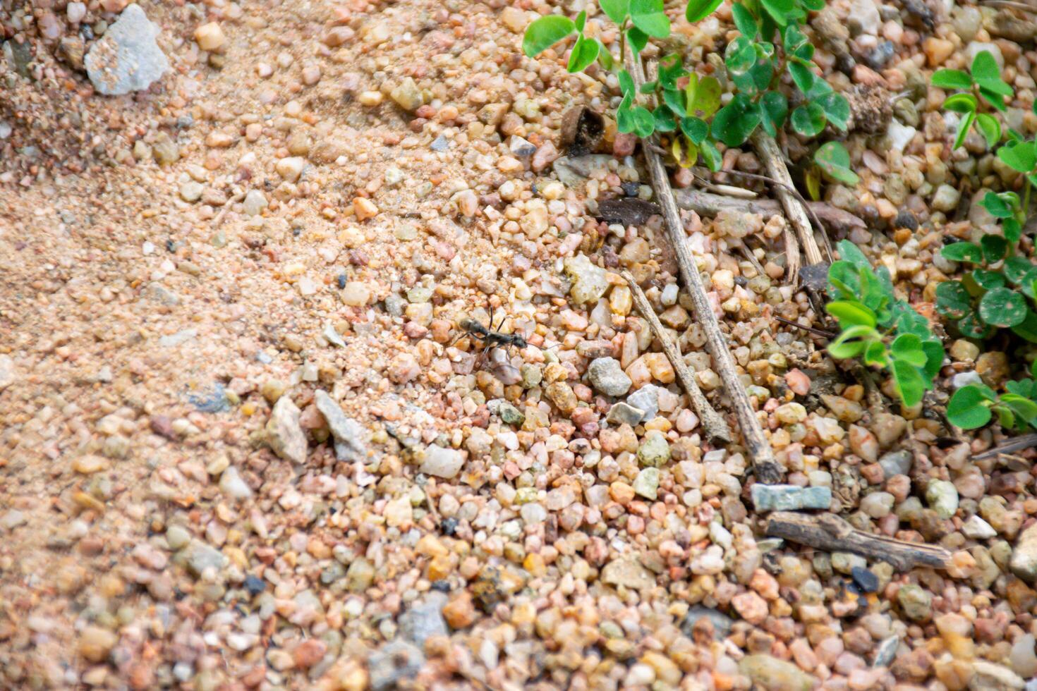 Ant on Sandy Soil Among Green Plants photo