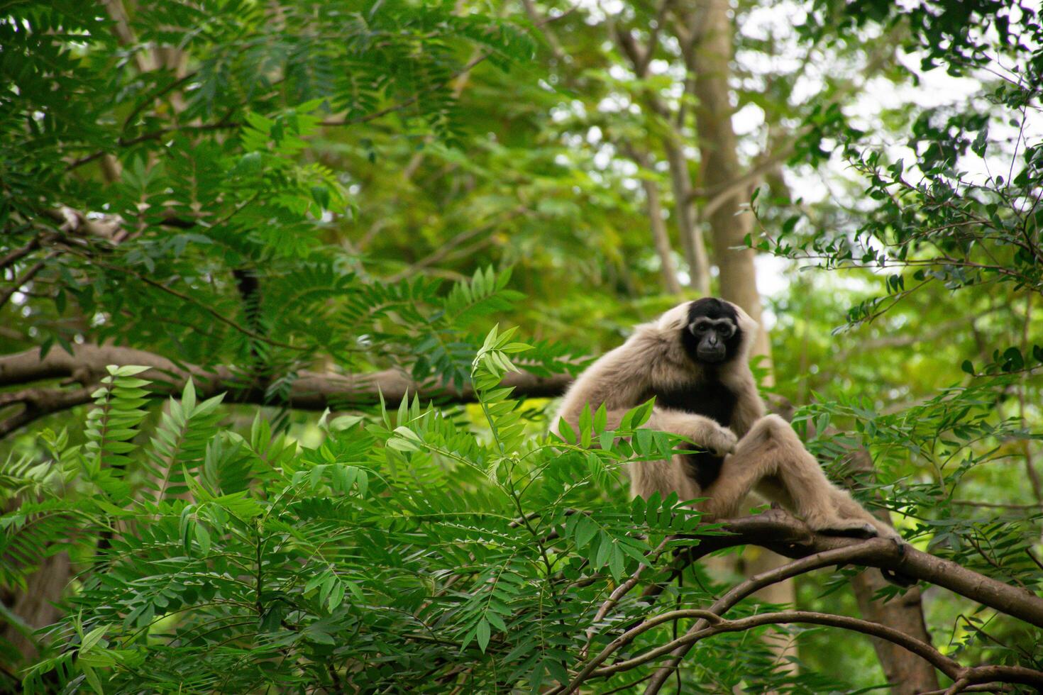 Playful Gibbon Relaxing on Tree Branch in Lush Forest photo