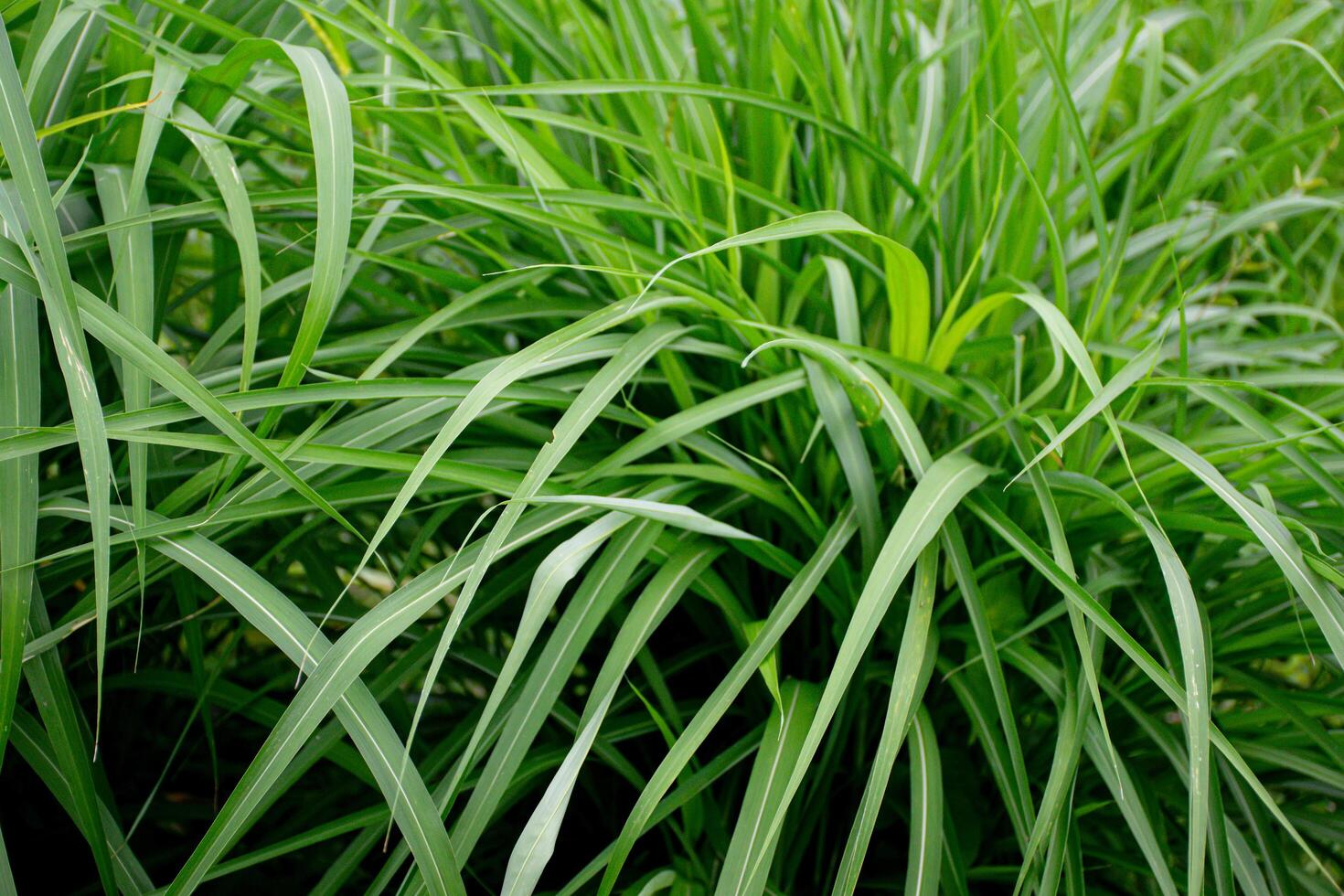 Fresh Green Grass Blades in Natural Environment photo