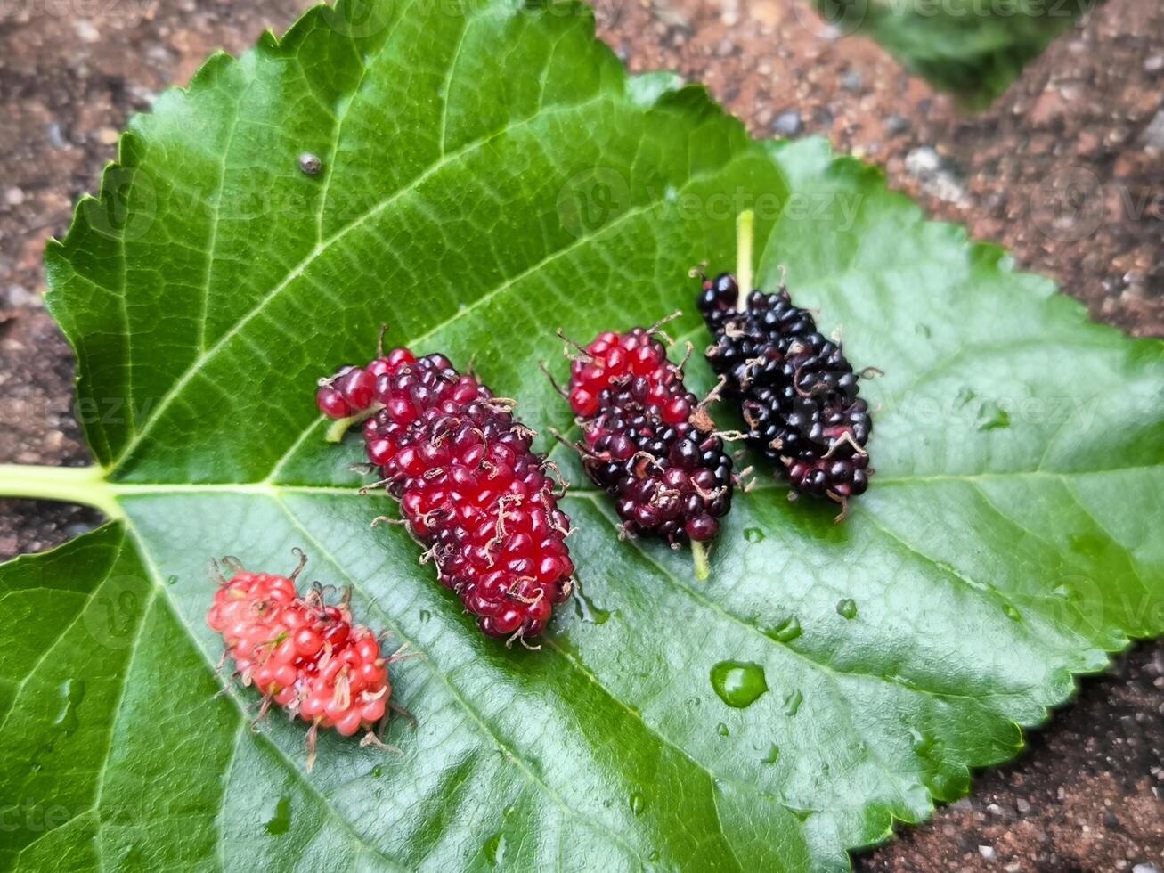 Different stages of life circular of a mulberry. leaf background photo