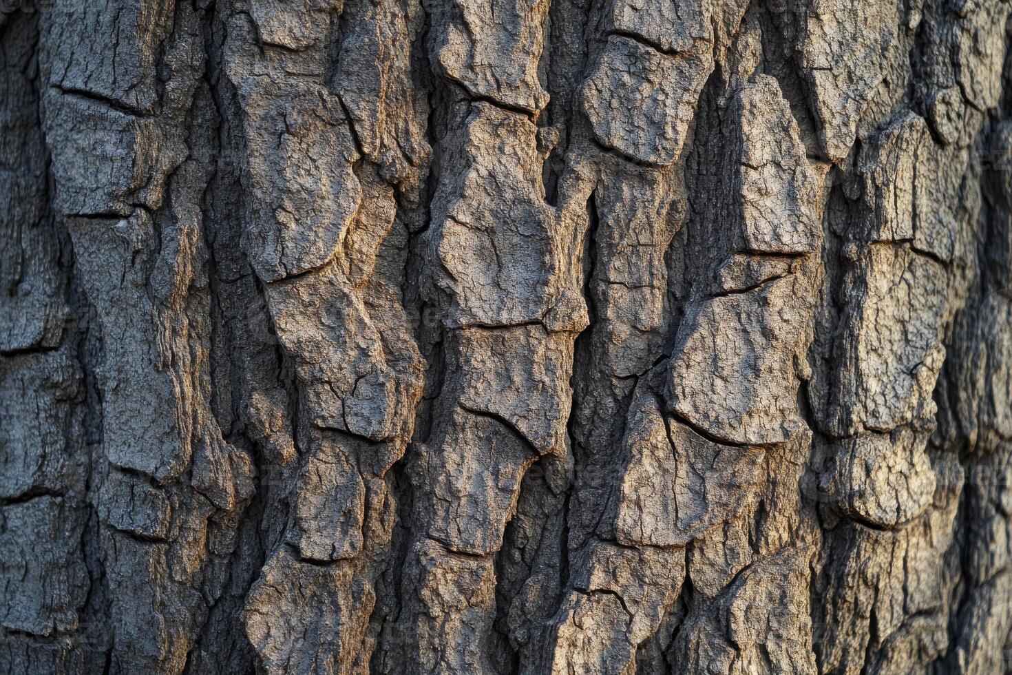 Textured close-up of tree bark showcasing intricate patterns in natural light photo