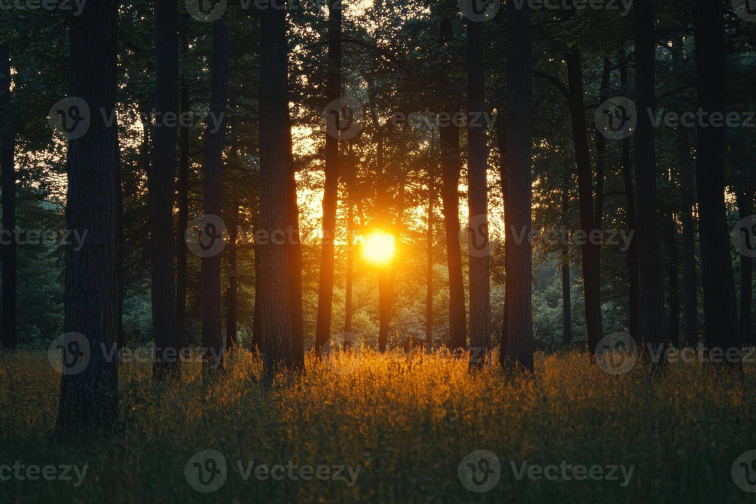 Golden sunset filtering through tall trees in a serene forest setting during early evening hours photo