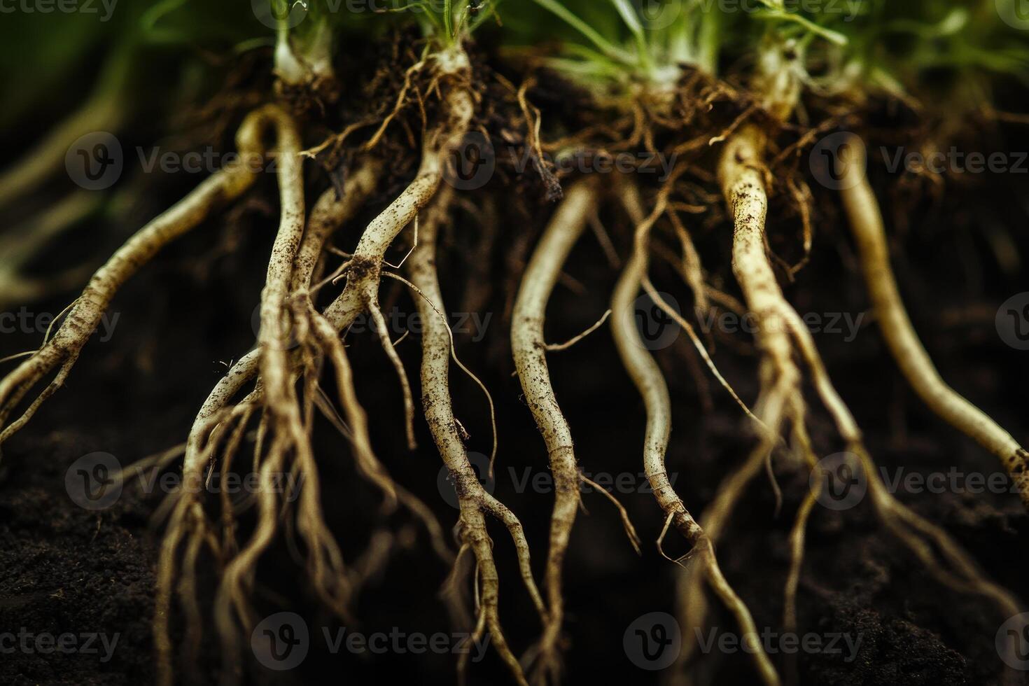 Roots of a healthy plant growing in rich soil under natural light in an outdoor garden setting photo