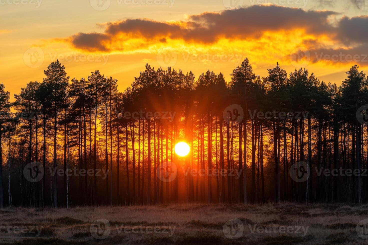 Sunset behind a forest of trees in a quiet natural landscape during the late evening hours with vibrant orange skies photo