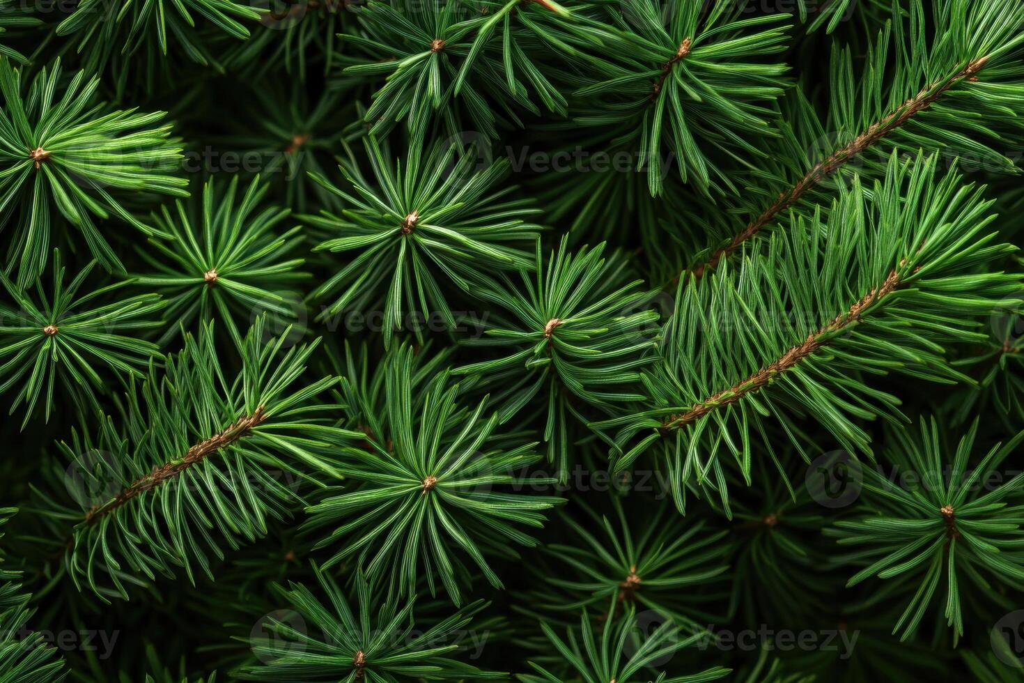 Lush green pine needles densely packed together during the summer in a serene forest setting photo