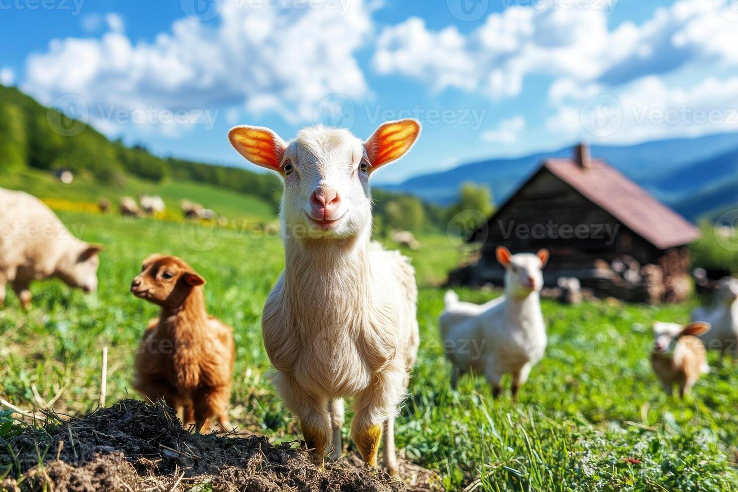 Cute goats grazing in a sunny meadow with a rustic cabin in the background during summer photo