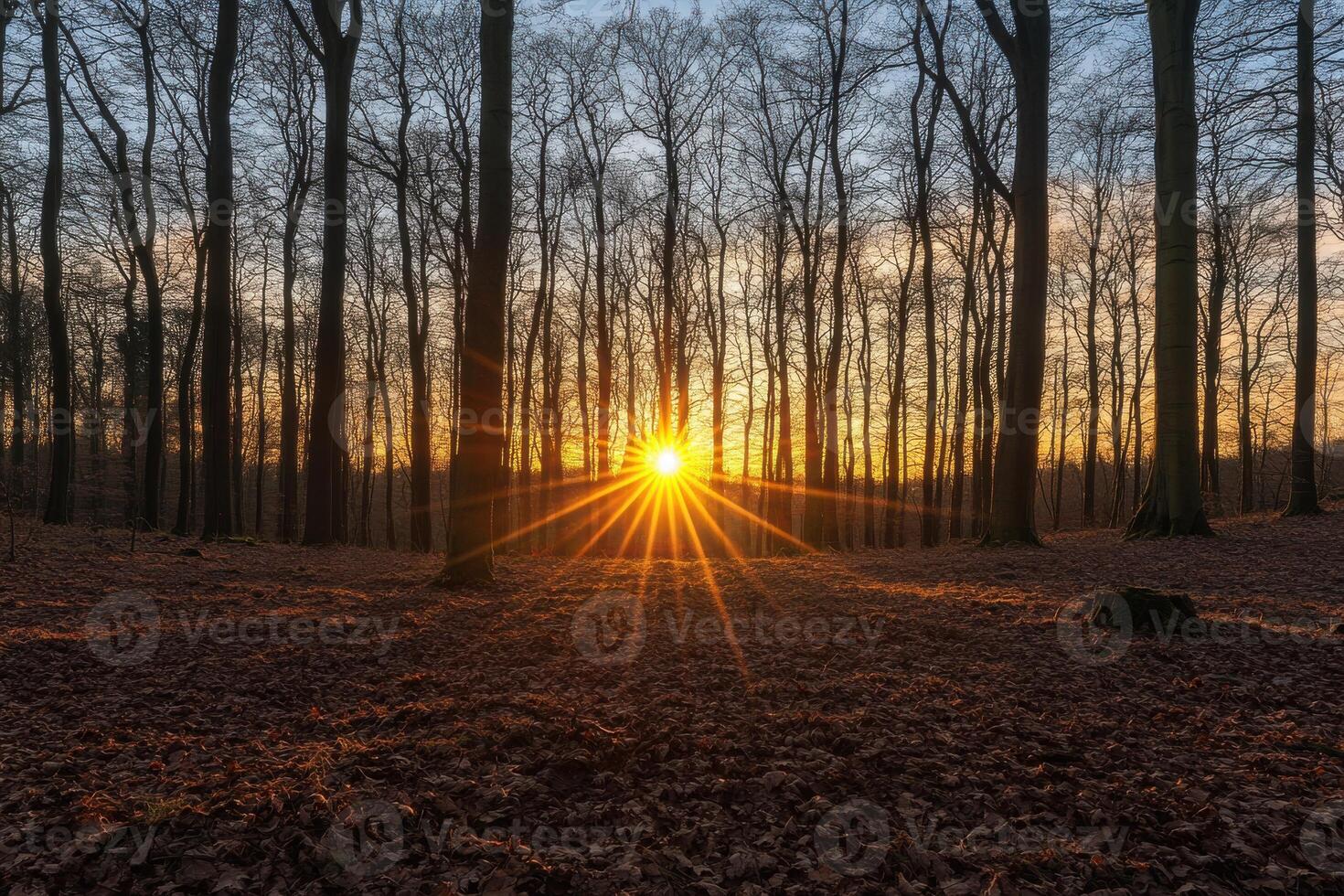 Sunset filtering through trees in a tranquil forest setting during late afternoon hours photo