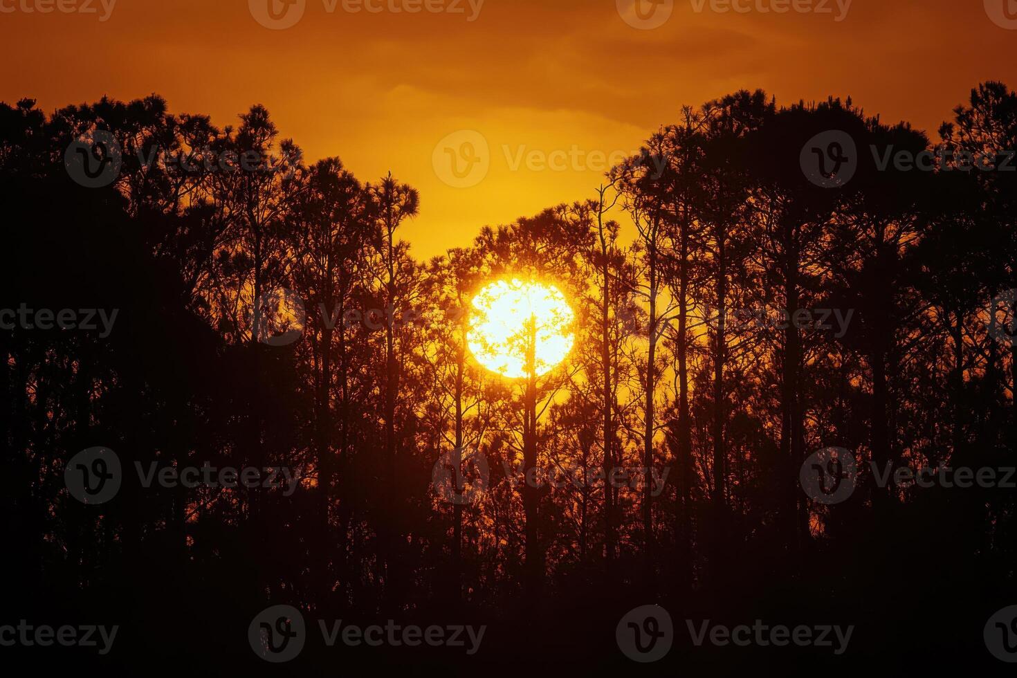 Golden sunset illuminating the silhouette of trees in a serene natural landscape photo