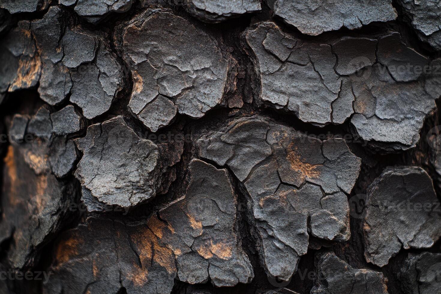 Textured dark bark of a charred tree reveals natural patterns and details in sunlight photo