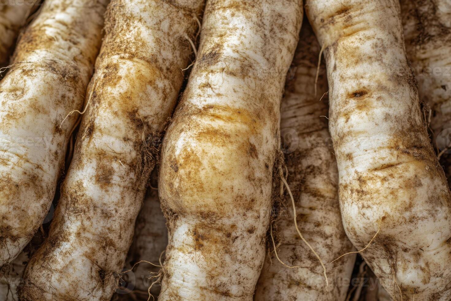 Freshly harvested parsnips showcasing earthy textures and organic shapes in a rustic setting photo