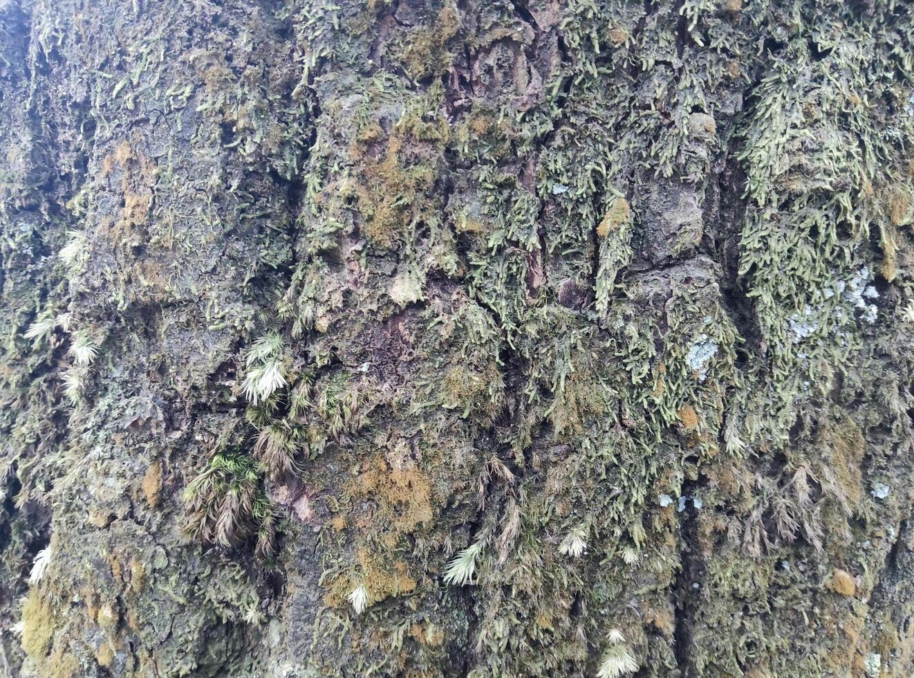 pine tree trunk covered with moss photo