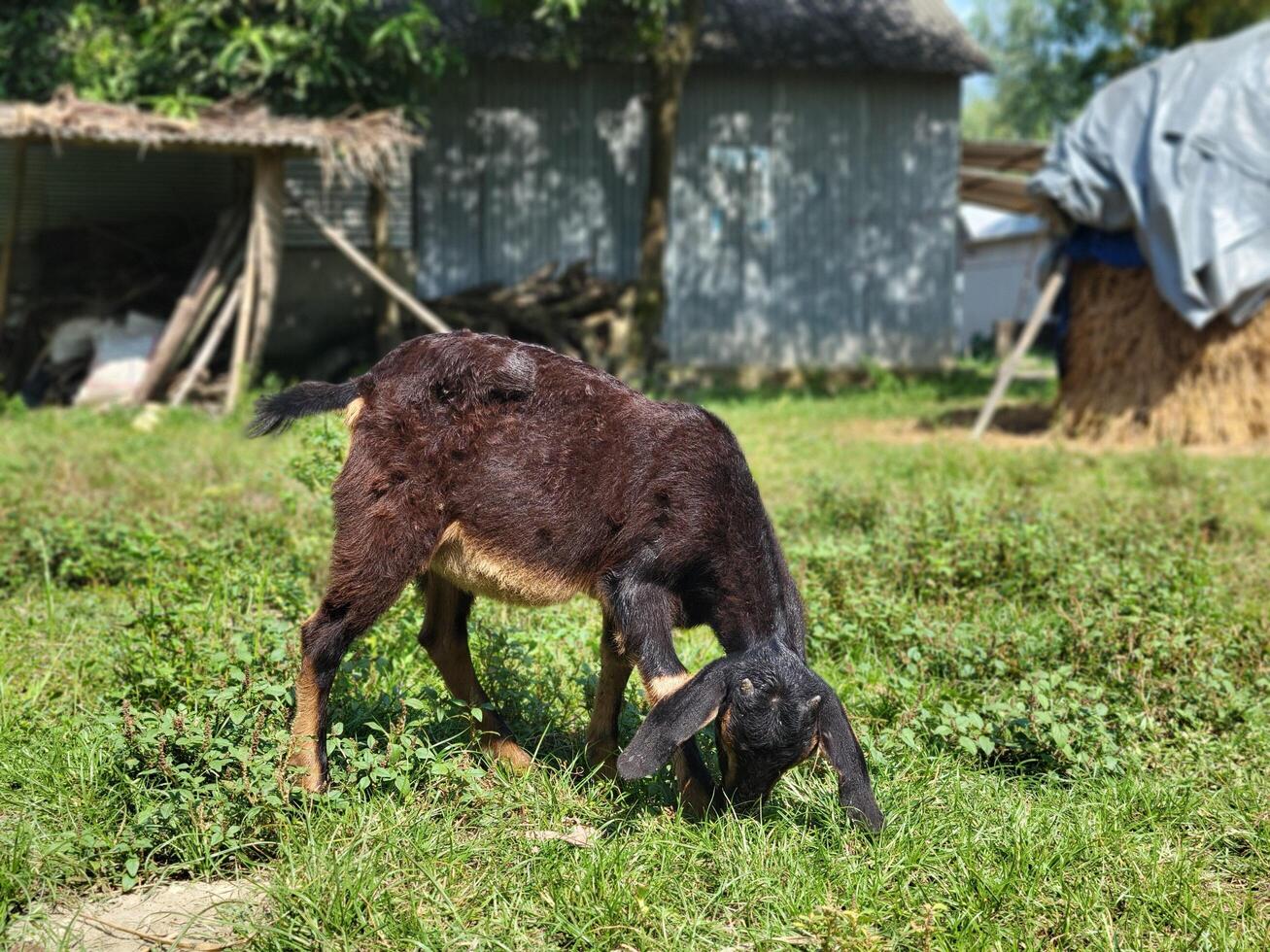 A black colored goat is feeding under the open sky in a rural setting. photo