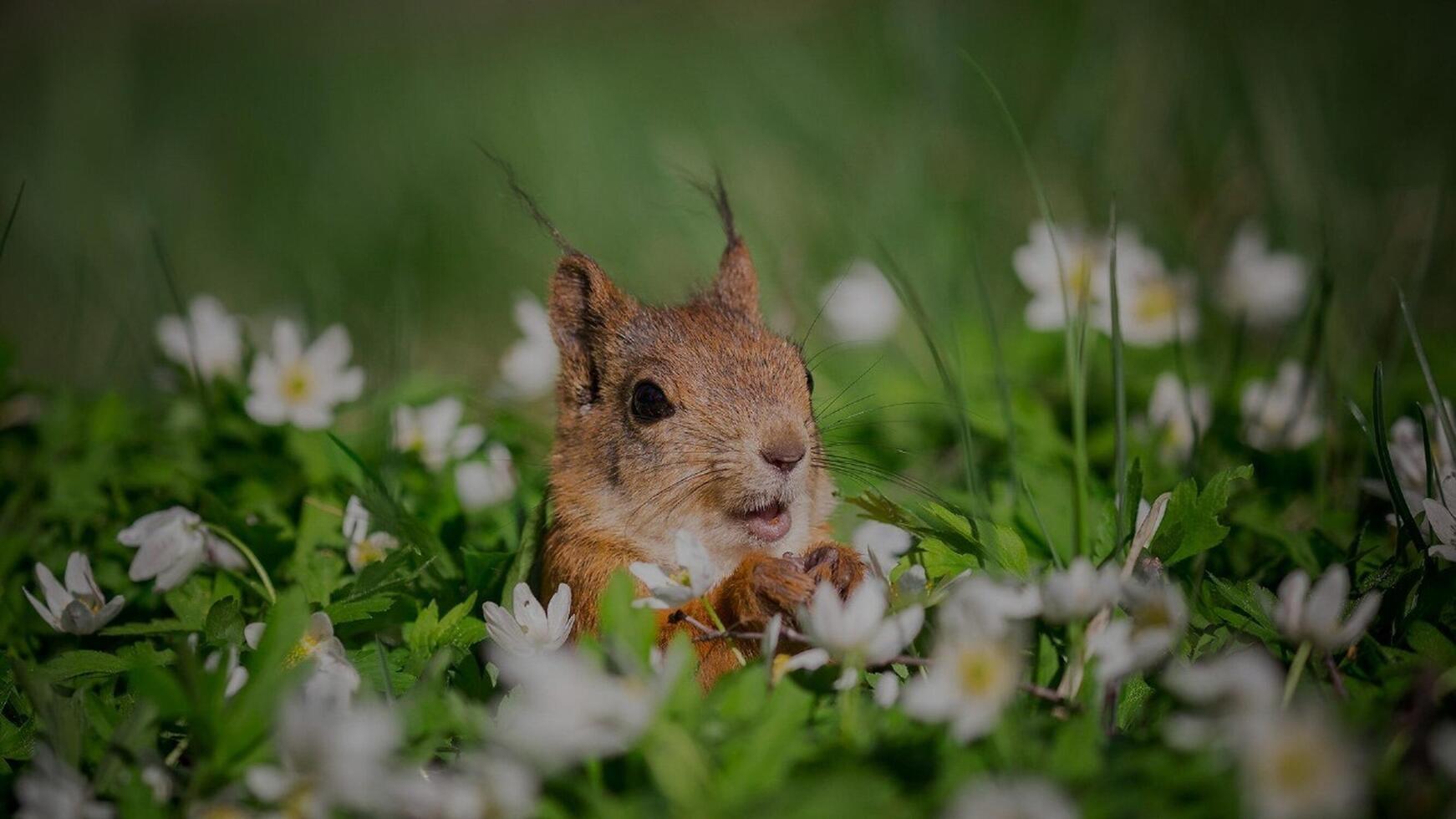 Robbits squirrels in tha grass animal photo