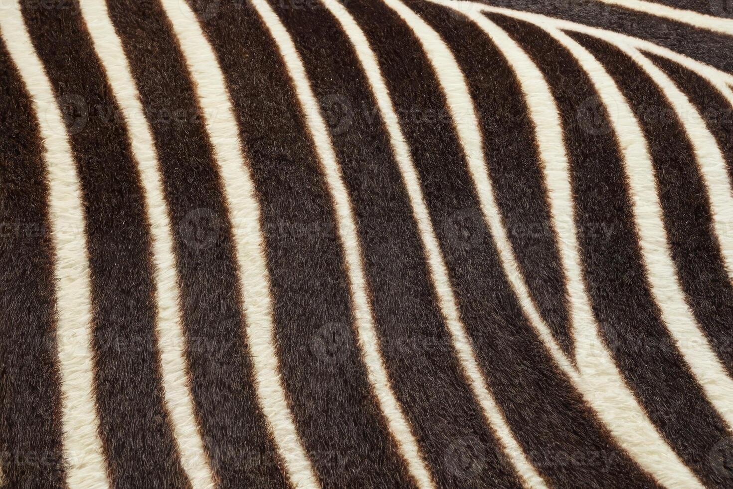 Close-Up of Zebra Stripes Texture photo