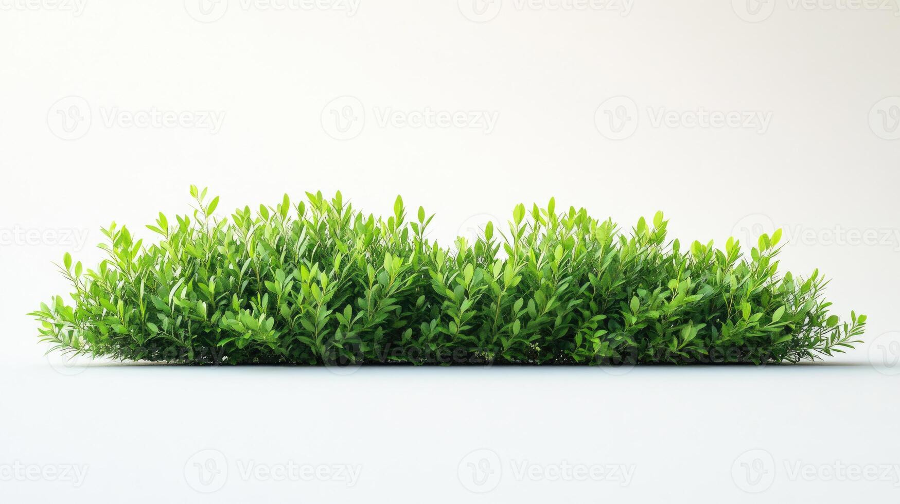 A long green bush isolated on a white background. photo