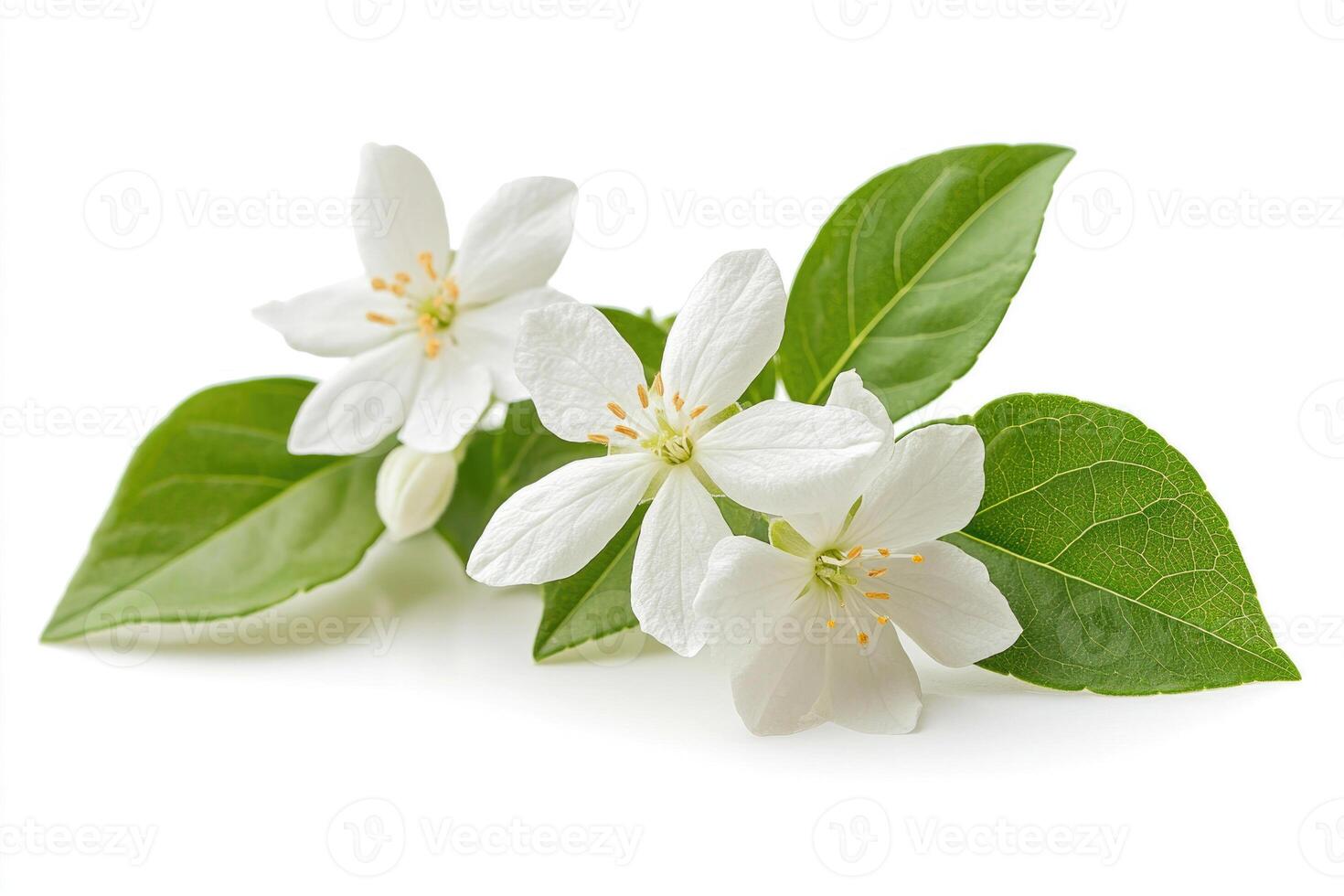 A jasmine flower with green leaves isolated on a white background. photo