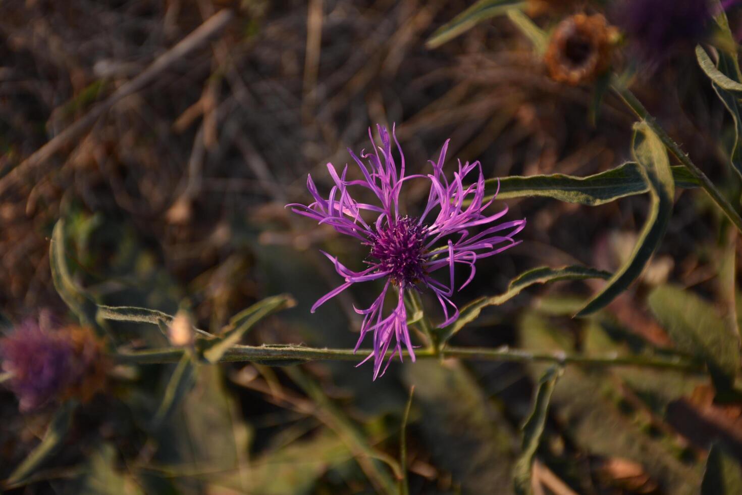 a purple cornflower in the medow photo