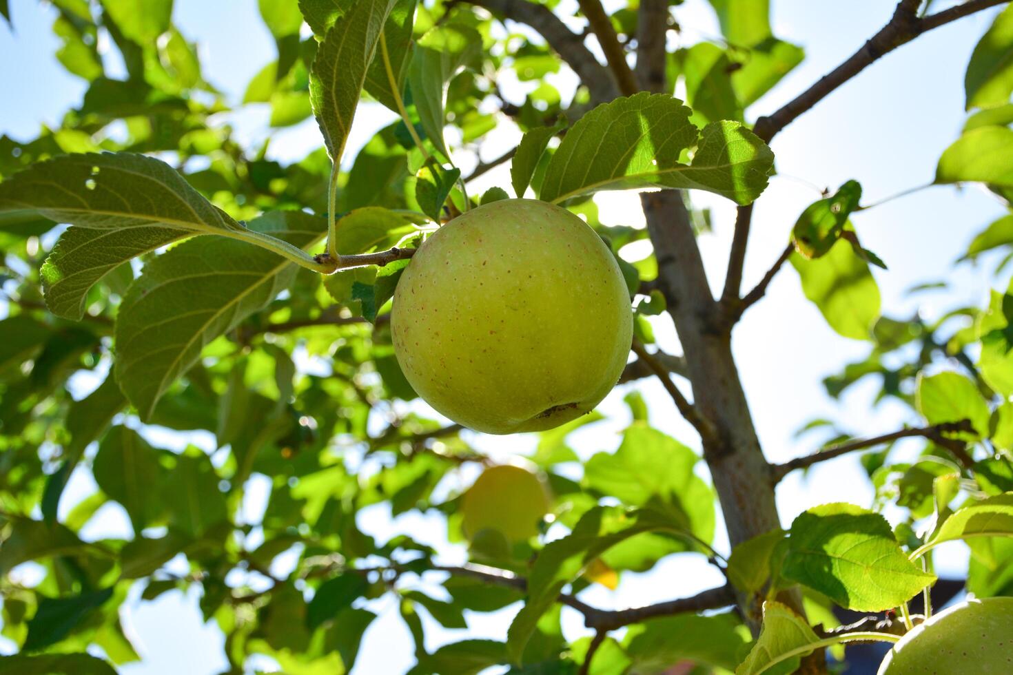 One green apple on the apple tree. fresh green apple on branch photo