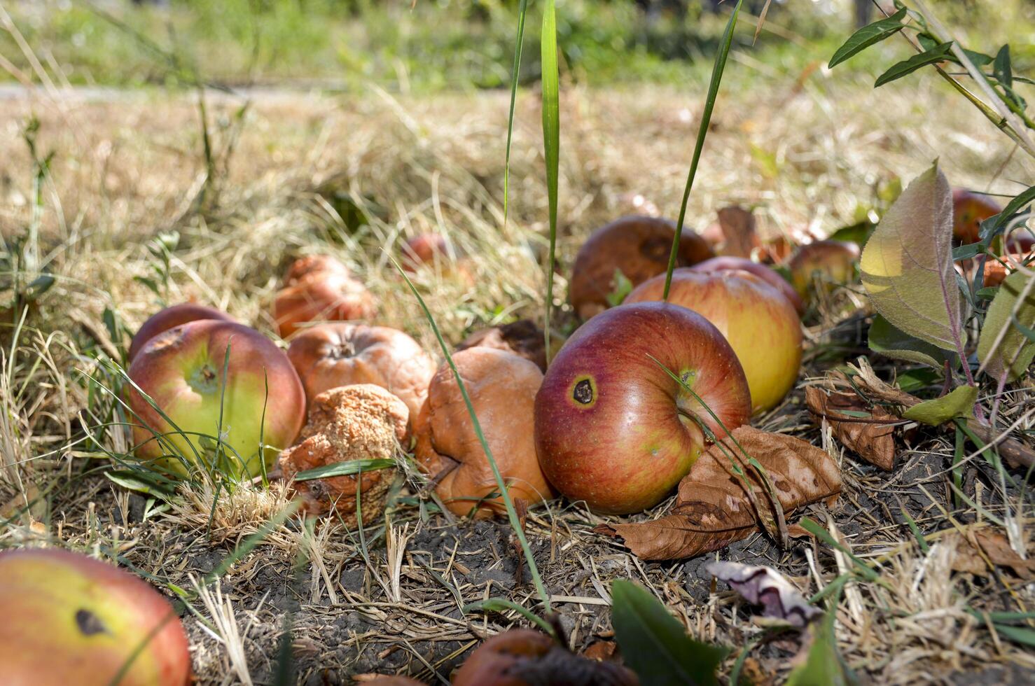 Rotten fruits on the ground in the nature. A pile toxic, bad and unusable apples in autumn. Organic food waste. Reducing Food Waste concept. photo