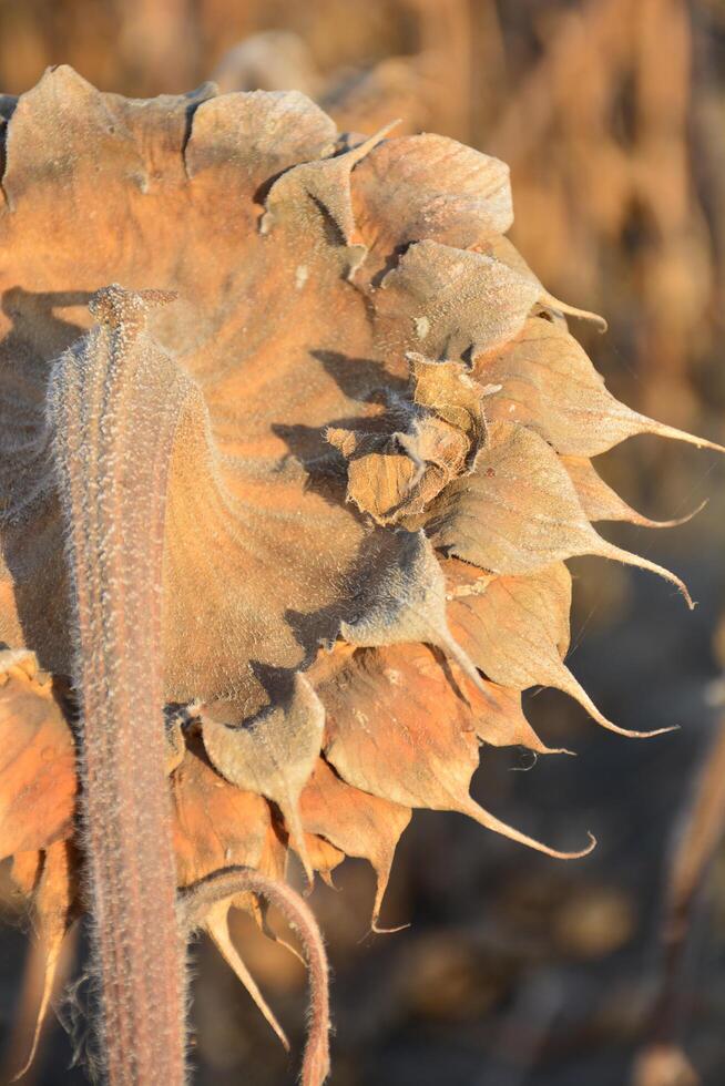 Back side of a sunflower head photo