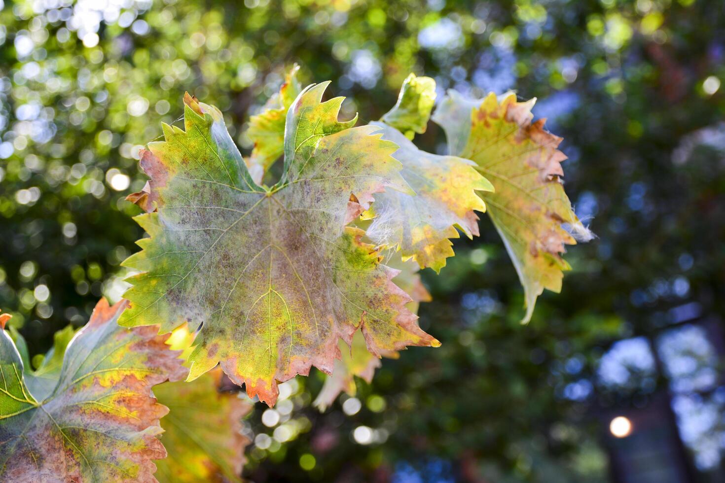 Old autumn Grape Vine leaves on the Blurred Green Background. A brunch of grape vine in the sun rays. photo