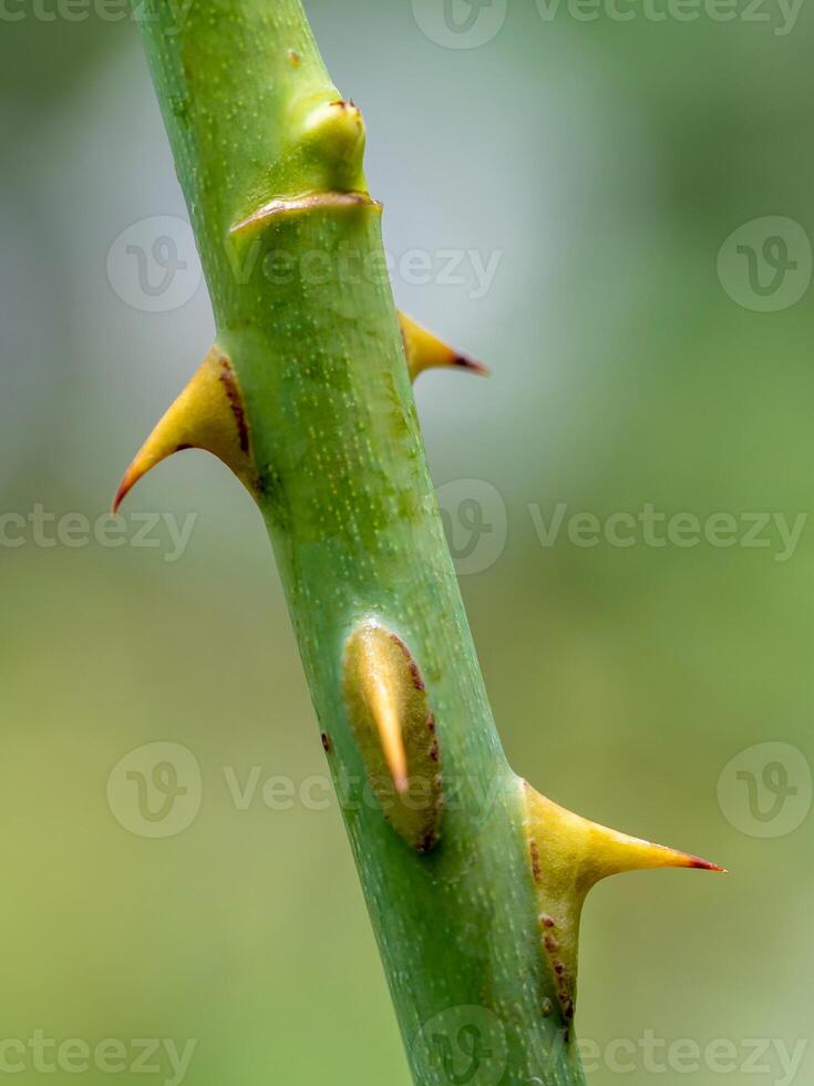 Sharp thorns on the branches of the rose tree photo
