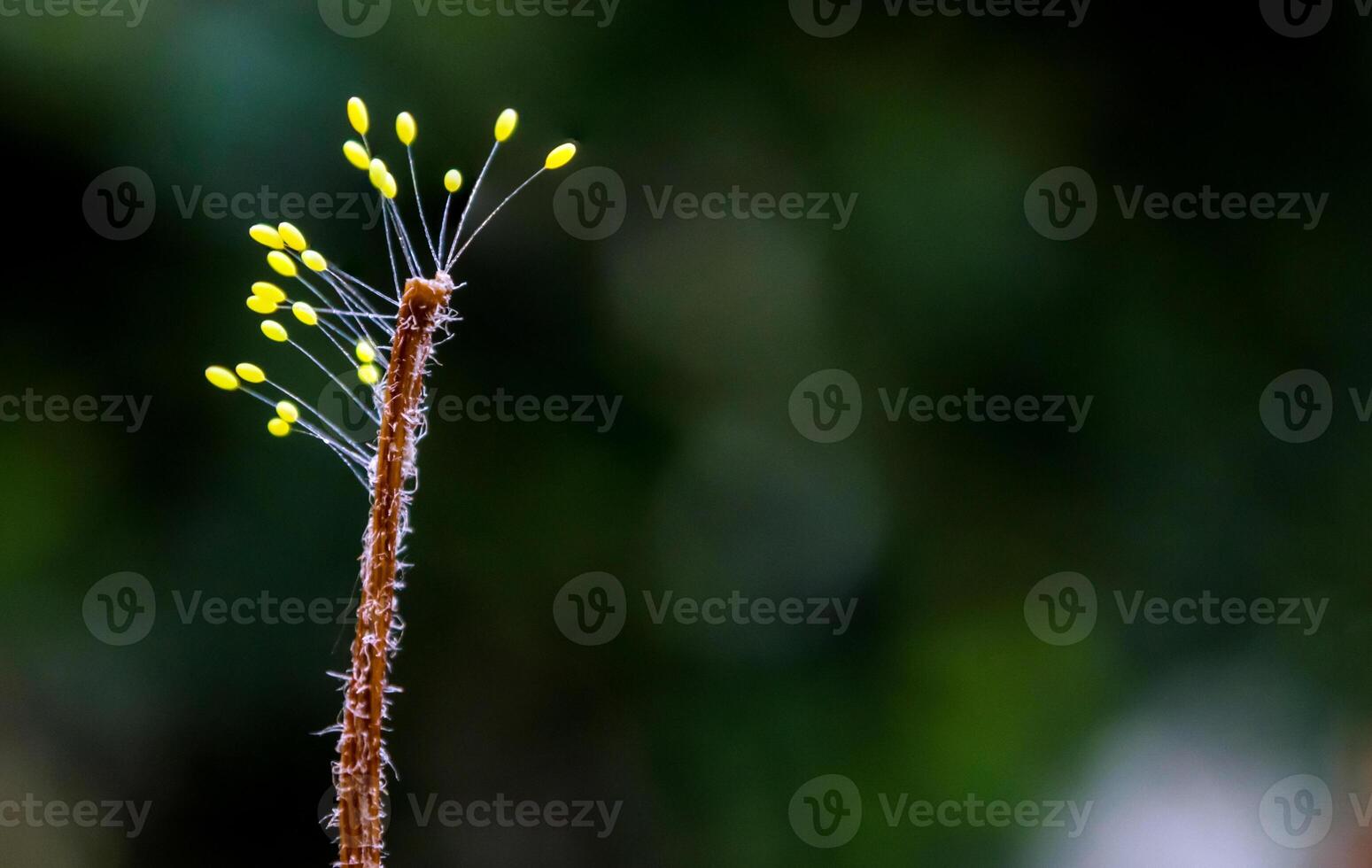 Sporophyte of fungus at the end of dried weed photo