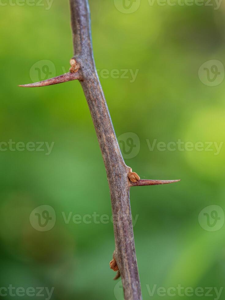 Sharp thorns on the Paper flower branches photo