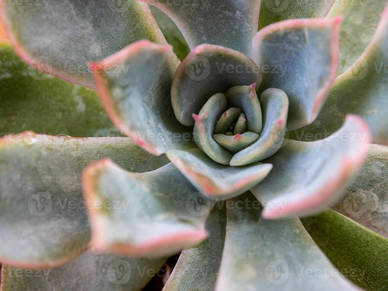 Leaves detail close up of Echeveria Succulent plant photo