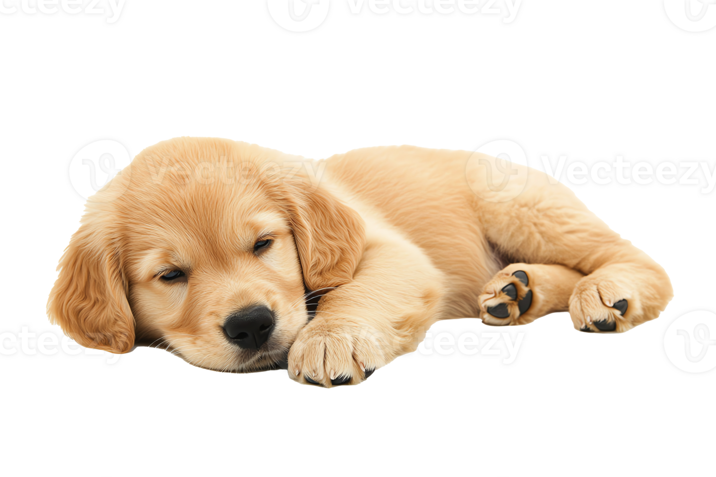 Golden retriever puppy sleeping peacefully png