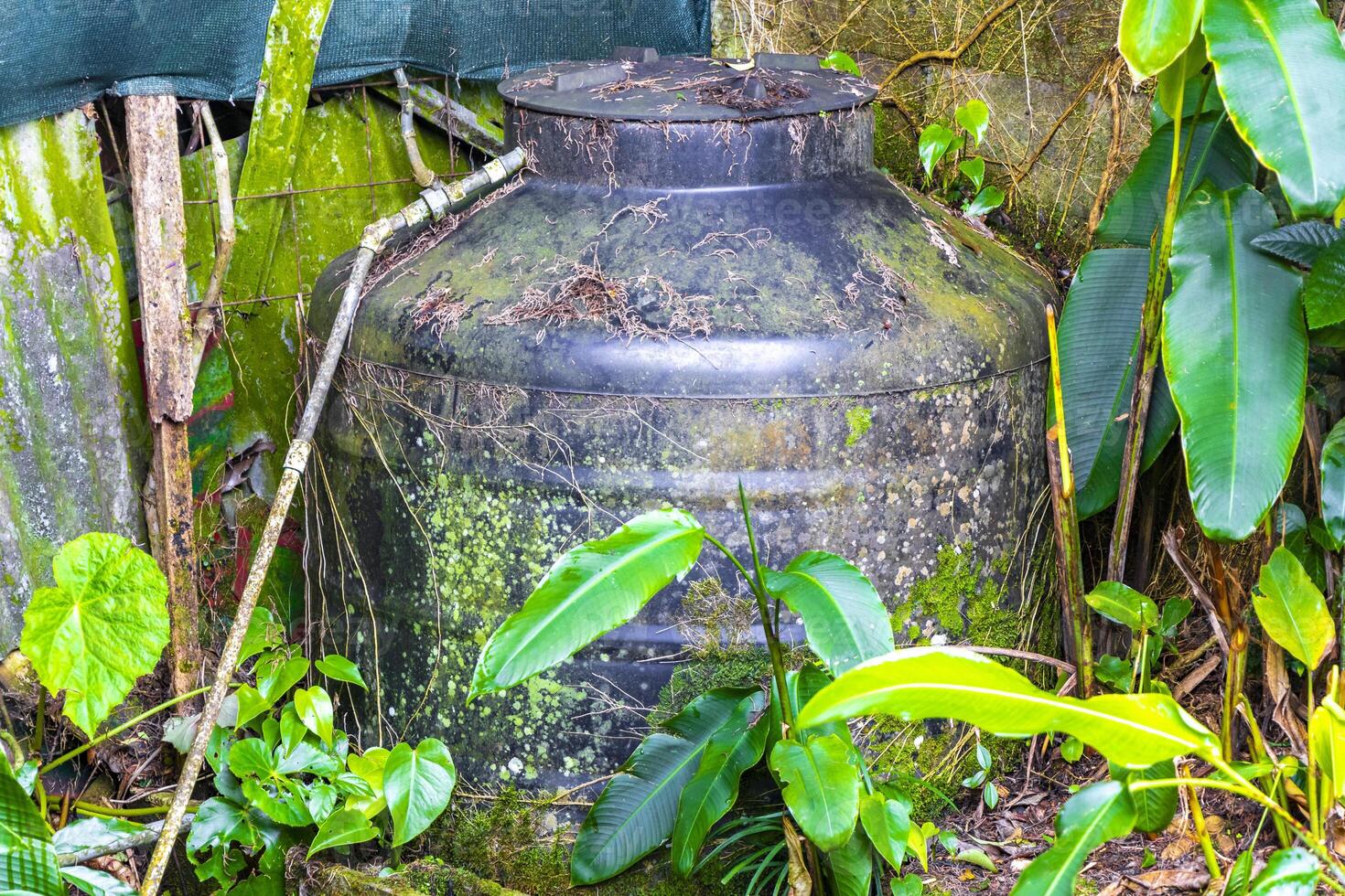 Water tank in the tropical garden in Costa Rica. photo
