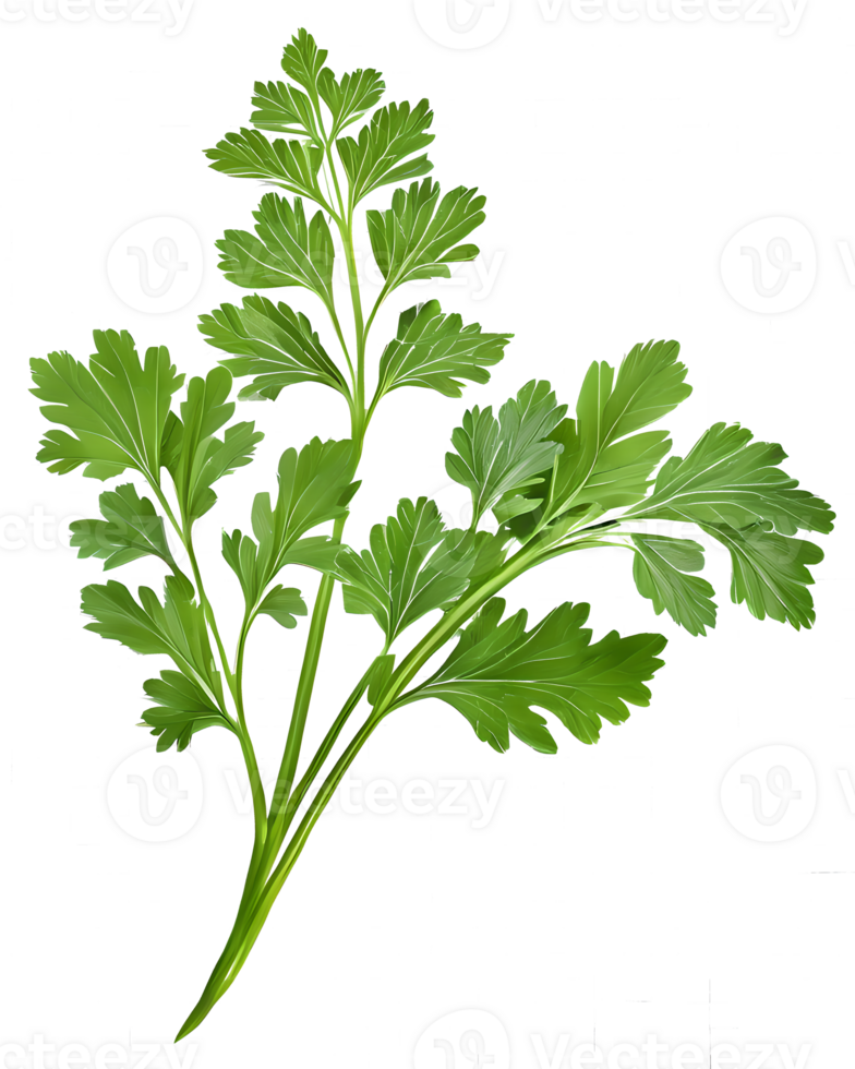 Parsley isolated on transparent background. Clipping path included. png