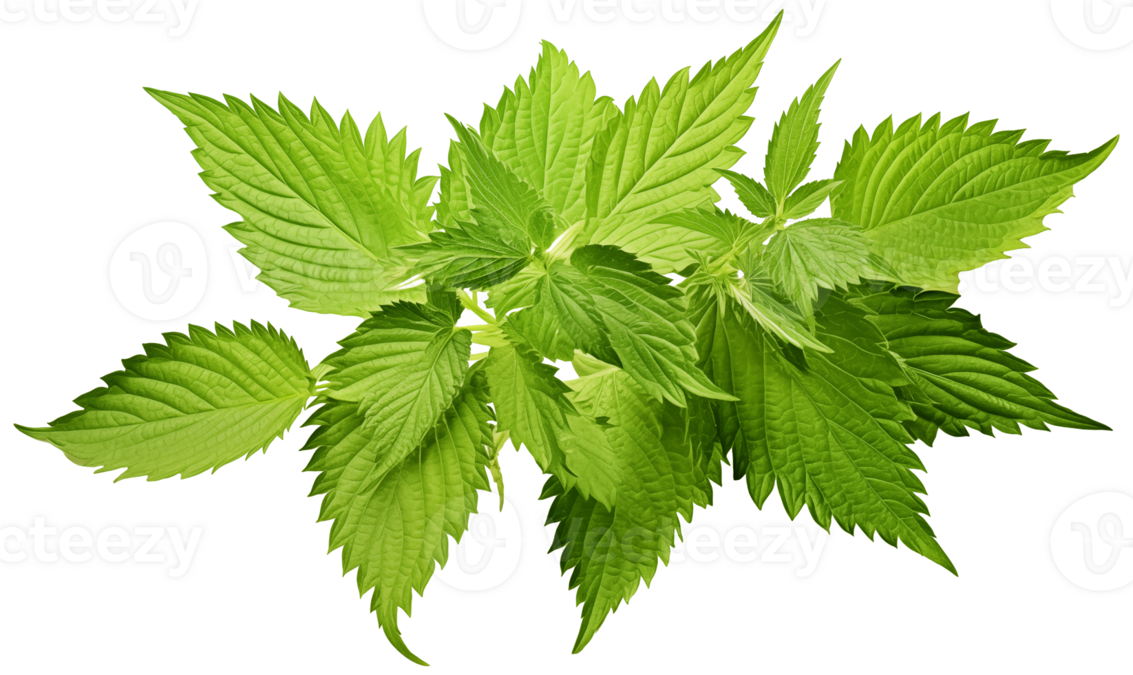 Fresh green nettle leaves isolated on transparent background with clipping path. png