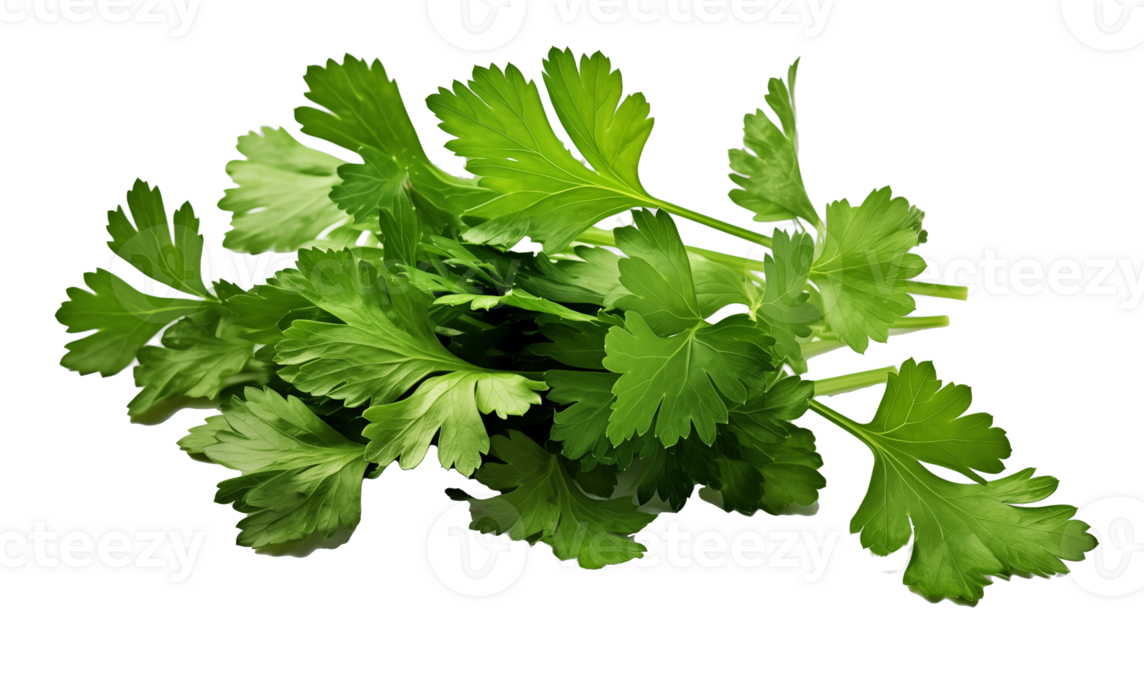 Parsley iisolated on transparent background. png