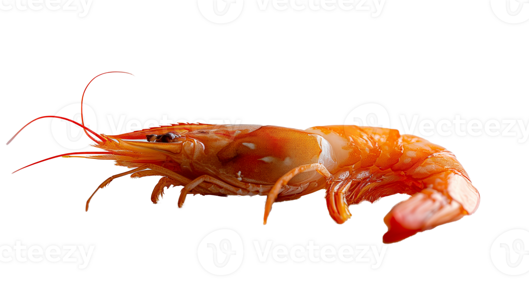 Shrimp isolated on transparent background png