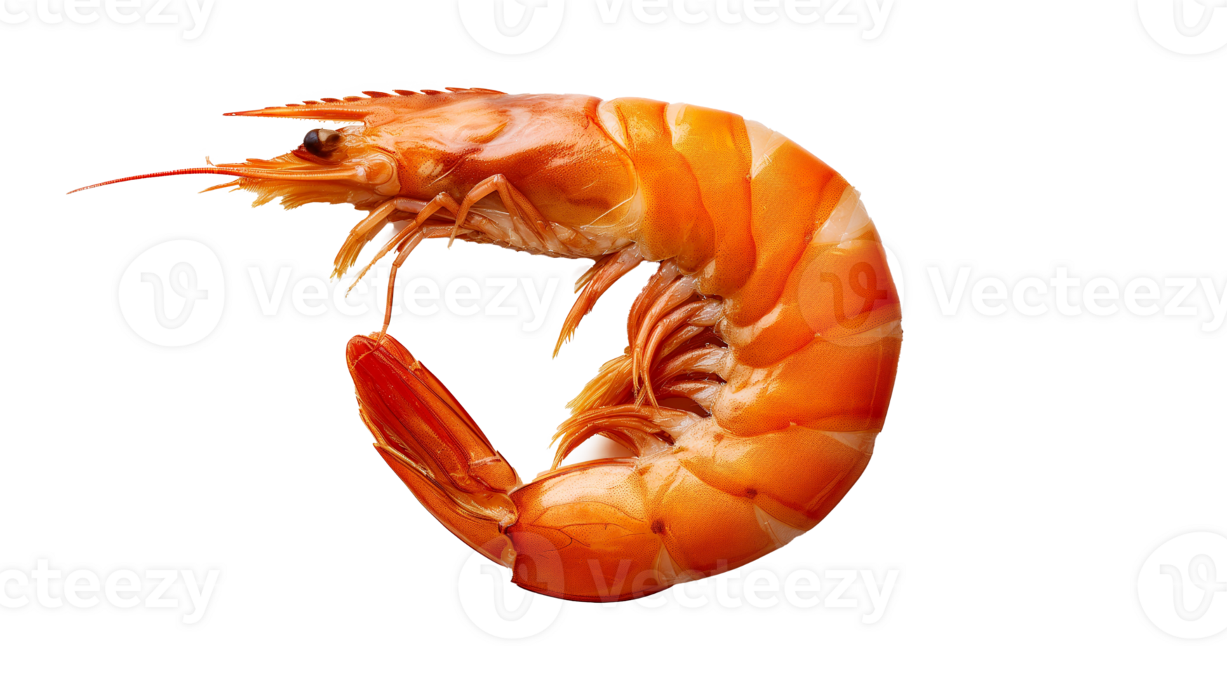 Shrimp isolated on transparent background. png