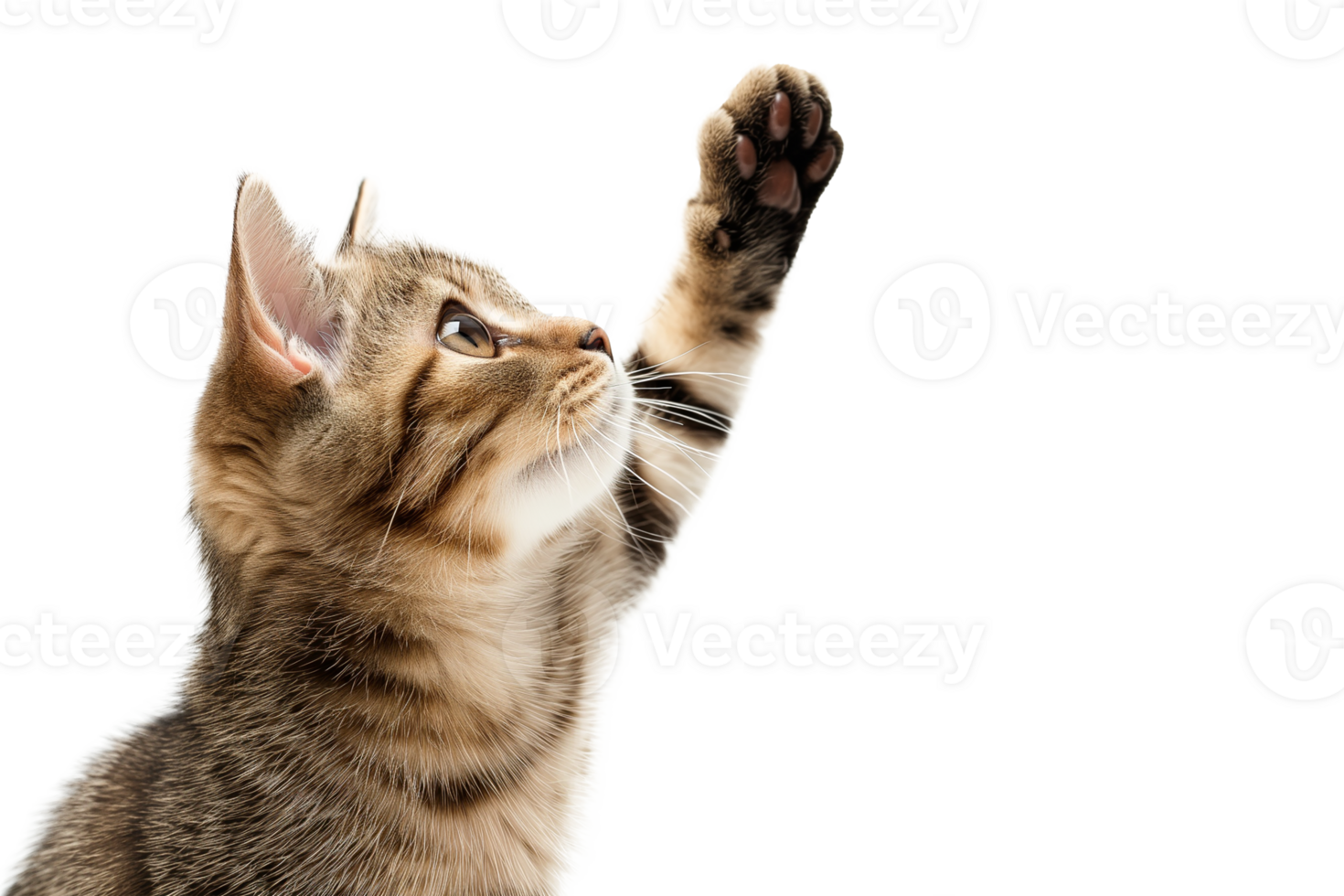 Cute tabby kitten raising paw up, Isolated on transparent background png