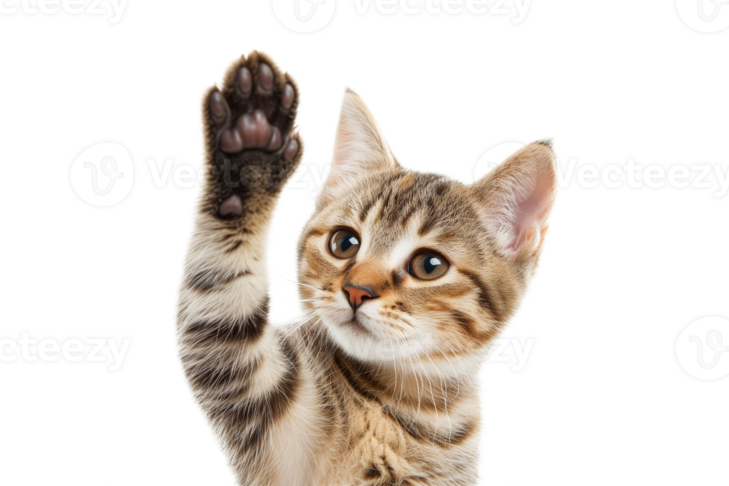 Cute bengal kitten raising paw up isolated on transparent background png