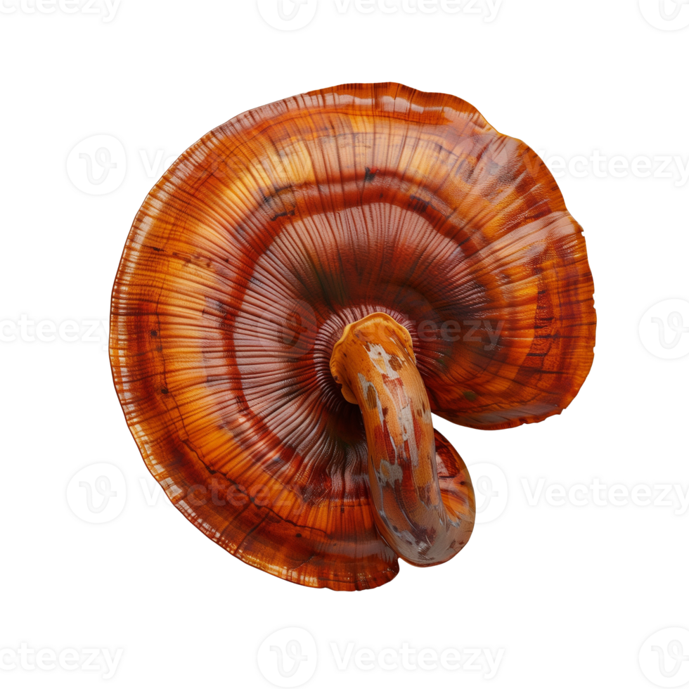 Lingzhi mushroom isolated on transparent background. 3d illustration png